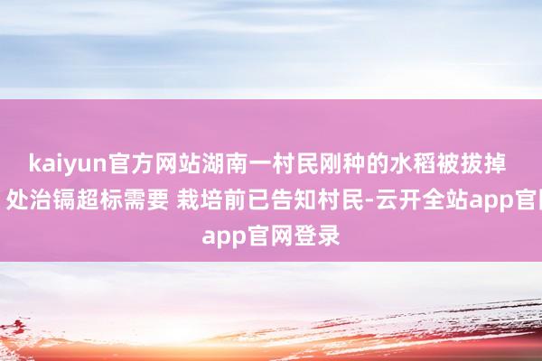 kaiyun官方网站湖南一村民刚种的水稻被拔掉 官方：处治镉超标需要 栽培前已告知村民-云开全站app官网登录